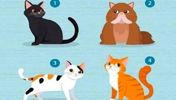 El gato que elijas en este test de personalidad te revelará detalles sobre tu relación sentimental. | Foto: namastest