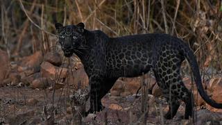 ¡Qué buena suerte! Joven fotografía a un extraño felino durante su primer safari