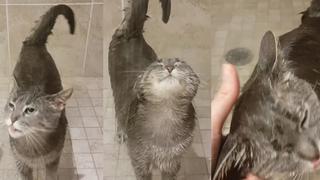 Gato ama el agua caliente y deja impresionados a miles
