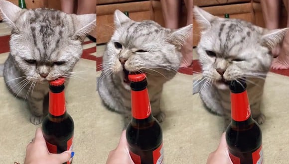 Un video viral muestra el increíble talento de un gato para destapar botellas usando sus afilados colmillos. | Crédito: @lady_duu / TikTok.