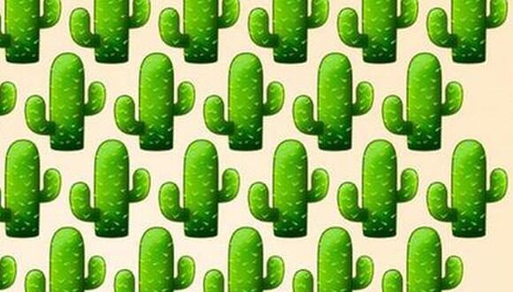 Encuentra el cactus diferente en la imagen cuanto antes (Foto: Facebook).