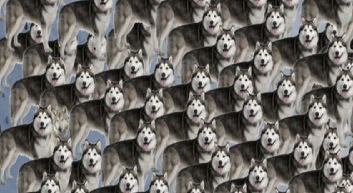 Encuentra los 3 lobos ocultos entre los perros siberianos de la imagen. (Foto: Facebook/Captura)