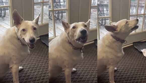 Un video viral muestra cómo una perrita que no puede escuchar se "comunica" con otros perros.| Crédito: @lind_saymyname / TikTok.