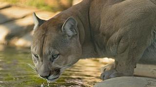 Cámara de seguridad registra cómo un puma camina tranquilamente por las calles de San Francisco