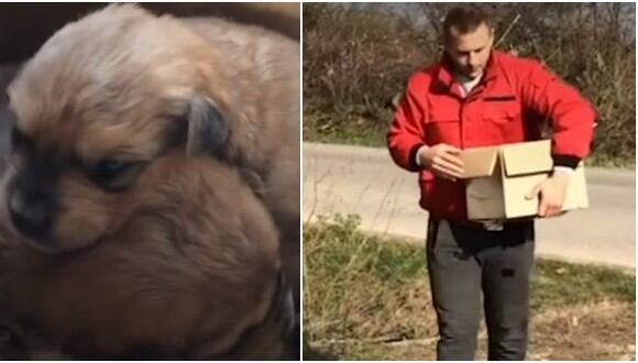 Hombre rescató a perritos callejeros que fueron abandonados dentro de una caja de cartón. (YouTube)