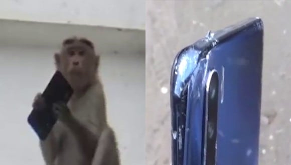 Un video viral muestra cómo terminó el teléfono que un travieso mono robó y dejó caer desde varios metros de altura. | Crédito: Times of India.