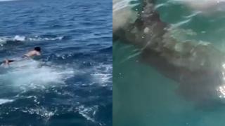 Hombre ingresa al mar para nadar con un tiburón “inofensivo”, sin saber que era uno peligroso