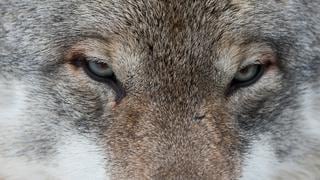 Habrían captado en Francia a lobo gris por primera vez en más de un siglo