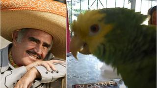 Fanático de las rancheras: loro conmueve a su dueña cantando 'Volver, volver’ de Vicente Fernández [VIDEO]