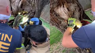 Ardilla queda con la cabeza atrapada en un árbol y los bomberos realizan dramático rescate