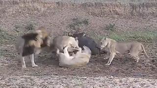Búfalo se salva de milagro tras el brutal ataque de una manada de leones
