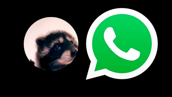 WHATSAPP | Si lo que quieres es tener el sticker del "mapache Pedro" en WhatsApp, entonces usa estos pasos. (Foto: MAG - Rommel Yupanqui)