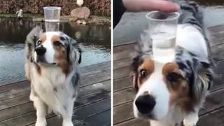 Perro se vuelve famoso en las redes por tener un equilibrio fenomenal