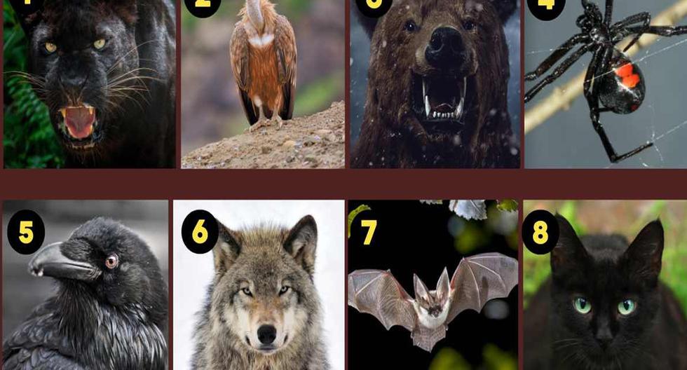 Personality Test Will Reveal Your Darkest Traits According To The Animal  You Choose - Bullfrag