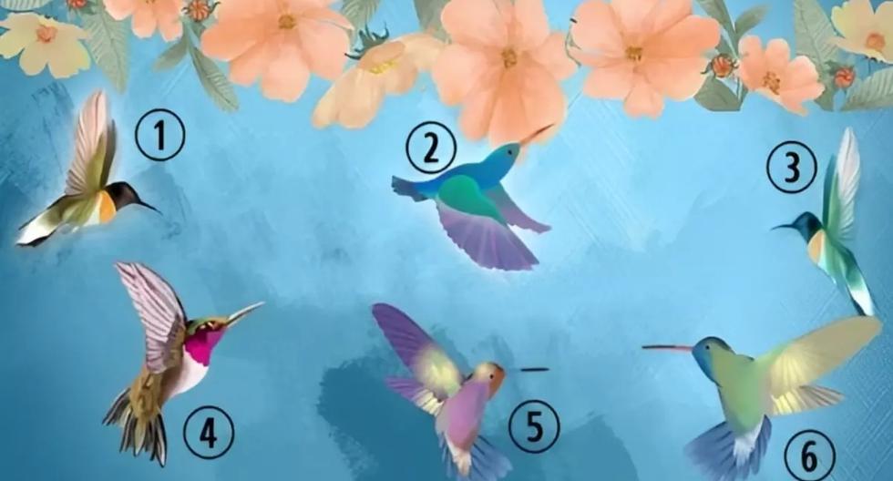 ➤ Koliber, którego tutaj wybierzesz jako pierwszy, określi Twoją prawdziwą osobowość – test wizualny |  Meksyk