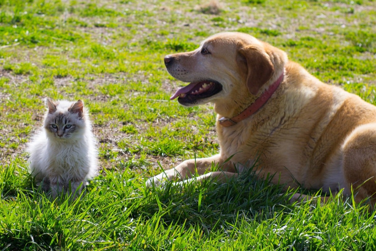 El paseo de una perrita se convirtió en una misión de rescate de una indefensa gatita abandonada. (Foto: Pixabay/Referencial)