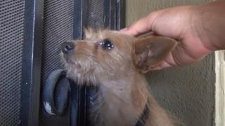 La inesperada reacción de un perro callejero al ser acariciado por primera vez