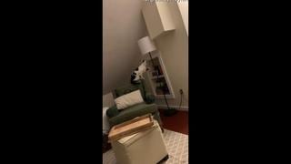 Como un humano más: gato dejó en shock a su dueña tras encender una lámpara con sus patas [VIDEO]