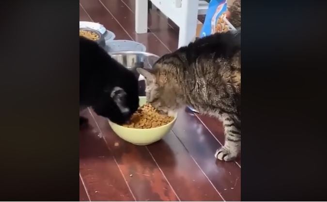 Ambos gatos intentan comer del mismo plato. (Foto: Facebook)
