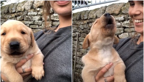 El talento para el 'canto' de un cachorro lo convirtió en una celebridad de las redes sociales. (Foto: ViralHog / YouTube)