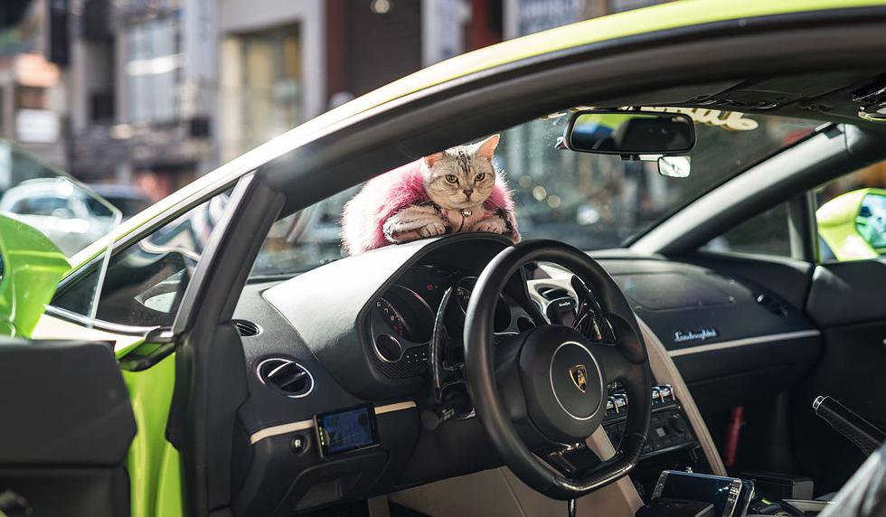 La gata Torako es una sensación en Instagram por no poder despegarse del Lamborghini Gallardo de su dueño. (fotos: Jalopnik)
