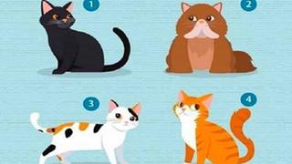 Elige el gato que más te gusta y el test viral te revelará qué necesitas en una relación sentimental