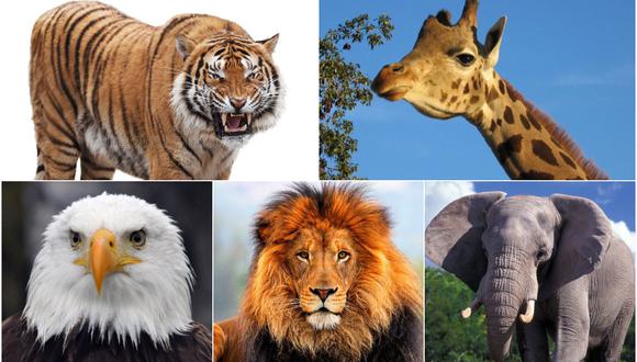 Elige uno de los cinco animales del test visual y descubre cual es tu tipo de personalidad. (Foto: Collage Depor)