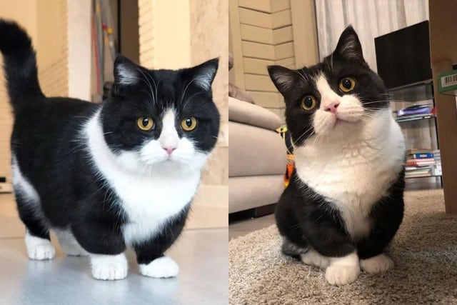 FOTO 1 DE 3 | Un gato con sus patas extremedamente cortas de poco más de 2.5 centímetros se convirtió en una sensación viral en redes sociales. | Crédito: @cat_manchester / Instagram. (Desliza a la izquierda para ver más fotos)