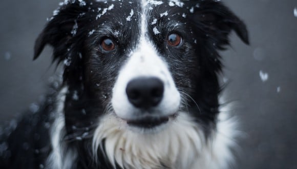 Protege a tu mascota de la tormenta invernal. (Foto: Pexels)