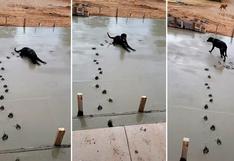 Viral: Travieso perro se acuesta en el cemento fresco y obrero se enoja