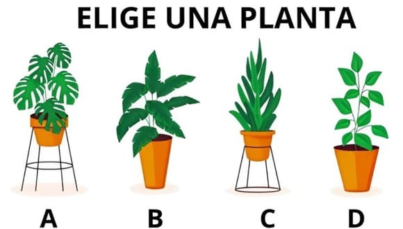Test visual: elige una de las plantas en esta imagen y descubre si eres una persona agradecida (Foto: GenialGuru).