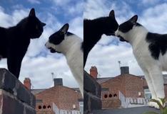 Gatos imitan sonidos humanos durante curiosa “conversación” sobre una cerca