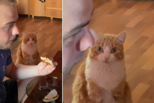 Foto 1 de 3 | El gato tuvo un comportamiento llamativo al ver cómo su dueño comía un sándwich. | Foto: ViralHog en YouTube. (Desliza hacia la izquierda para ver más fotos)