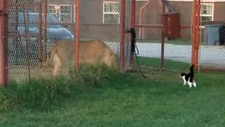 Gato y león se enfrentan cara a cara en un reto completamente inesperado