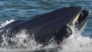 Impactante escena: ballena se tragó a un buzo en Sudáfrica e instantes después lo escupió