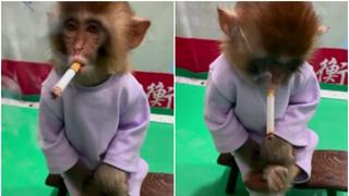 Polémica por video viral de mono que fue obligado a fumar como parte de una campaña de salud