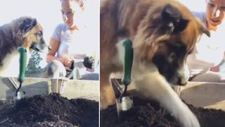 Perro ayuda a su dueña a cultivar un huerto y escena conmueve a usuarios
