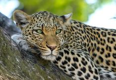 Reto viral: debes ubicar en 15 segundos a un leopardo oculto en una imagen