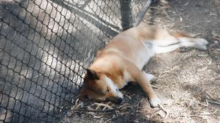 Águila deja caer un “perro”, lo salvan y luego hacen un extraordinario hallazgo