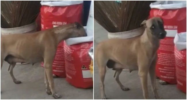 Perro callejero es sensación en redes sociales tras agarrar comida de una tienda. (YouTube)