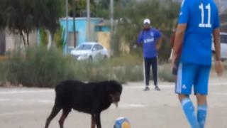 Viral: perro impide ejecutar penal en campeonato de barrio