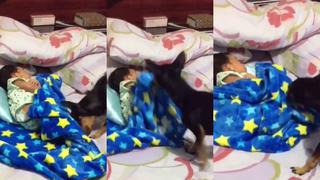 Perrito arropa a bebé profundamente dormida en adorable video viral