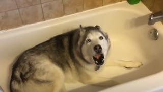 Perro ‘hace berrinche’ al no poder jugar con el agua en la bañera y divierte a internautas