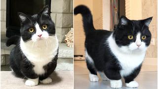 Manchester, el gato que es una estrella de Internet por el tamaño de sus patas