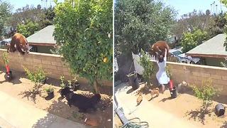 Video viral: Mujer se enfrenta a temible oso para salvar a sus mascotas