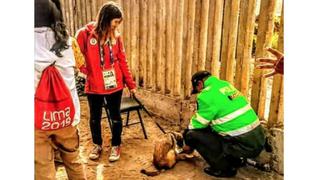 Canadiense rescata perro callejero peruano para llevárselo a Montreal al finalizar los Juegos Panamericanos [FOTOS]