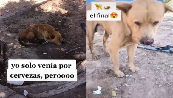 El tiktoker ha pedido apoyo a las marcas de comida para perros para que pueda continuar alimentando a los 4 canes. (Foto: @ranielcontreras/composicipón)