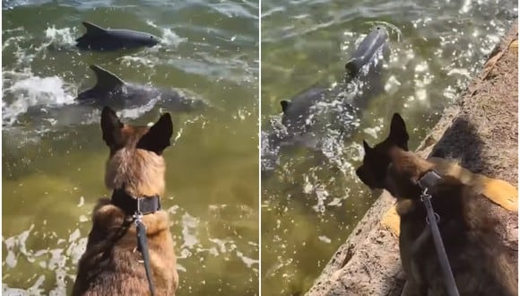Se volvió viral en las redes sociales el emocionante encuentro de un perro y dos delfines a orillas de un río. (Foto: Western Australia Police Force / Facebook)