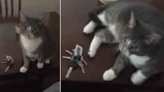 Gato se apodera de las llaves de la casa por esta peculiar razón