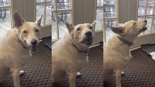 ¡Ejemplo a seguir! Perrita sorda “aprendió” por cuenta propia a ladrar imitando a otros perros